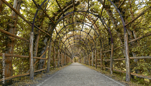 Naklejka na meble Garden-Way as an arbour of hornbeam