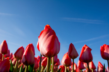 field of tulips with a blue sky