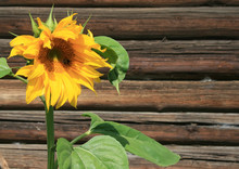 The Sunflower And Bumblebee On The Background Of Wooden Wall