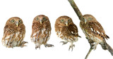 Fototapeta Zwierzęta - Little Owl