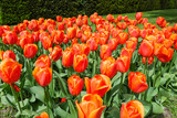 Fototapeta Tulipany - Colorful tulip garden in nature park
