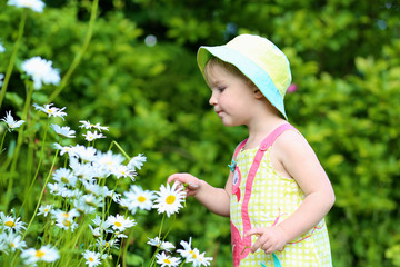 Little girl looking at daisies in the garden