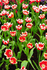 Poster - Colorful Tulip in Gardens