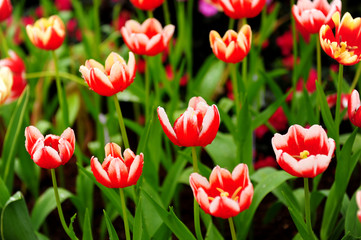 Poster - Colorful Tulip in Gardens