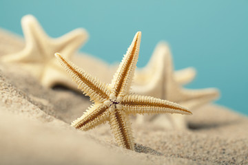 Wall Mural - Starfishes in sand beach