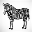 Hand-drawn zebra vector
