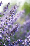 Fototapeta Lawenda - Close up image of wild lavender plant landscape with shallow dep