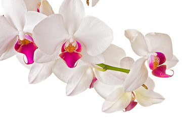 Fotomurales - Beautiful orchid on white background