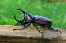 Male Siamese Rhinoceros Beetle, Xylotrupes Gideon