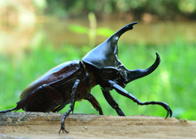 Male Siamese Rhinoceros Beetle, Xylotrupes Gideon