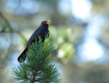 Common Blackbird (turdus Merula) Singing