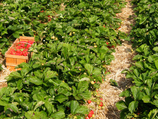 Poster - Frische Erdbeeren vom Erdbeerfeld