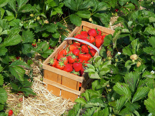 Poster - Frische Erdbeeren vom Erdbeerfeld