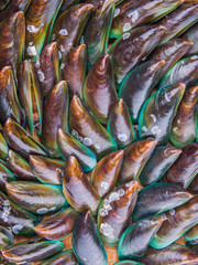 Wall Mural - Close up view of a group of mussel