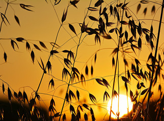 oats growing in a field