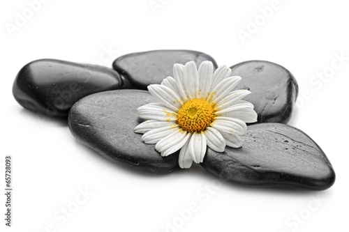 Fototapeta do kuchni zen basalt stones and daisy