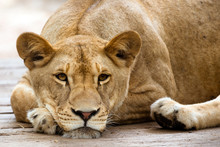African Lioness Resting In The Late Afternoon