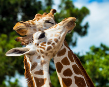 Adult Giraffes Grooming Each Other