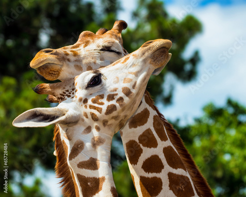 Adult giraffes grooming each other Wallpaper Mural