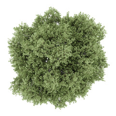 Wall Mural - top view of silver birch tree isolated on white background
