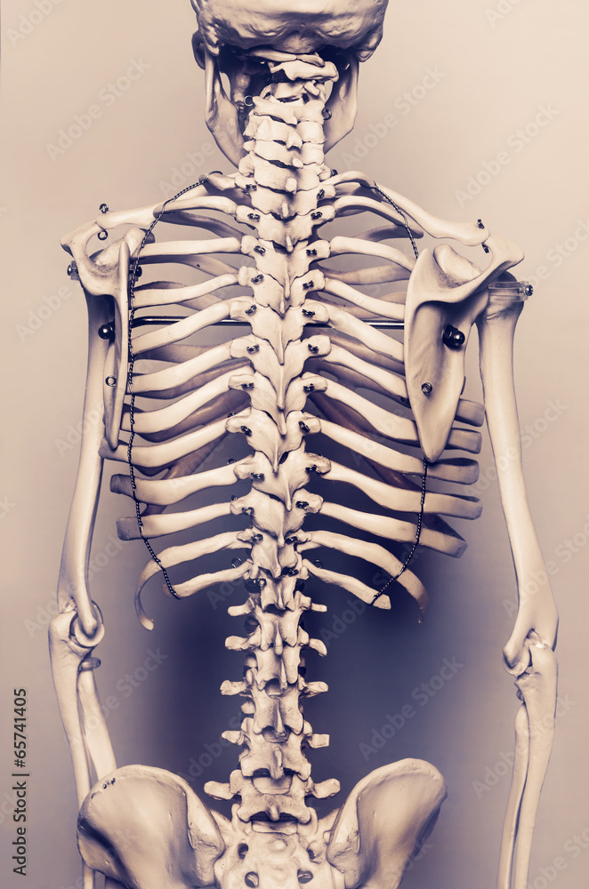 Human skeleton The back vertebral Stock Photo | Adobe Stock