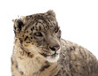 Head of Snow leopard