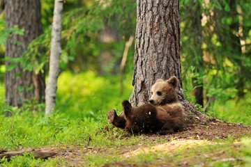 Wall Mural - bear cub resting