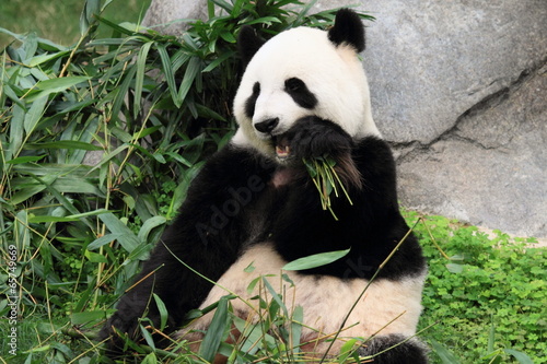 Obraz na płótnie canvas Piękna panda z sichuan w hong Kongu zoo