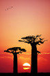 baobab at sunset