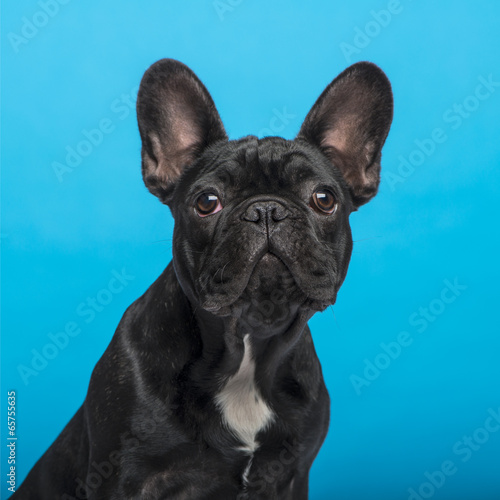 Obraz na płótnie canvas trzyczęściowy "tryptyk" Buldog francuski szczeniak (3 miesiące), headshot, niebieskie tło