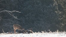 Wild Turkey And White-tailed Deer Feeding In Snow