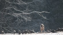 White-tailed Deer And Wild Turkey Feeding In Snow