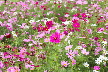 coreopsis