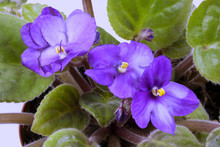 Closeup Of Blue African Violet Flowers And Green Leaves