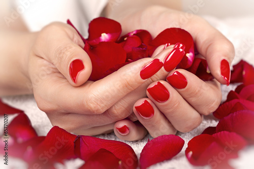 Red manicure on a woman hands with leafs of roses. Tableau sur Toile