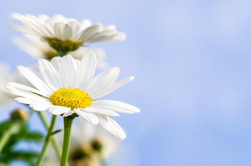 white daisy