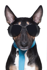 Poster - cool Bull Terrier DOG