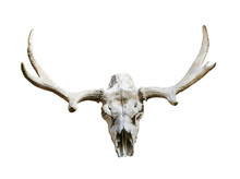 Moose Skull With Antlers On White Background