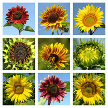 Colorful Sunflowers Collage