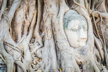 Poster - Buddha head statue under root tree in ayutthaya Thailand