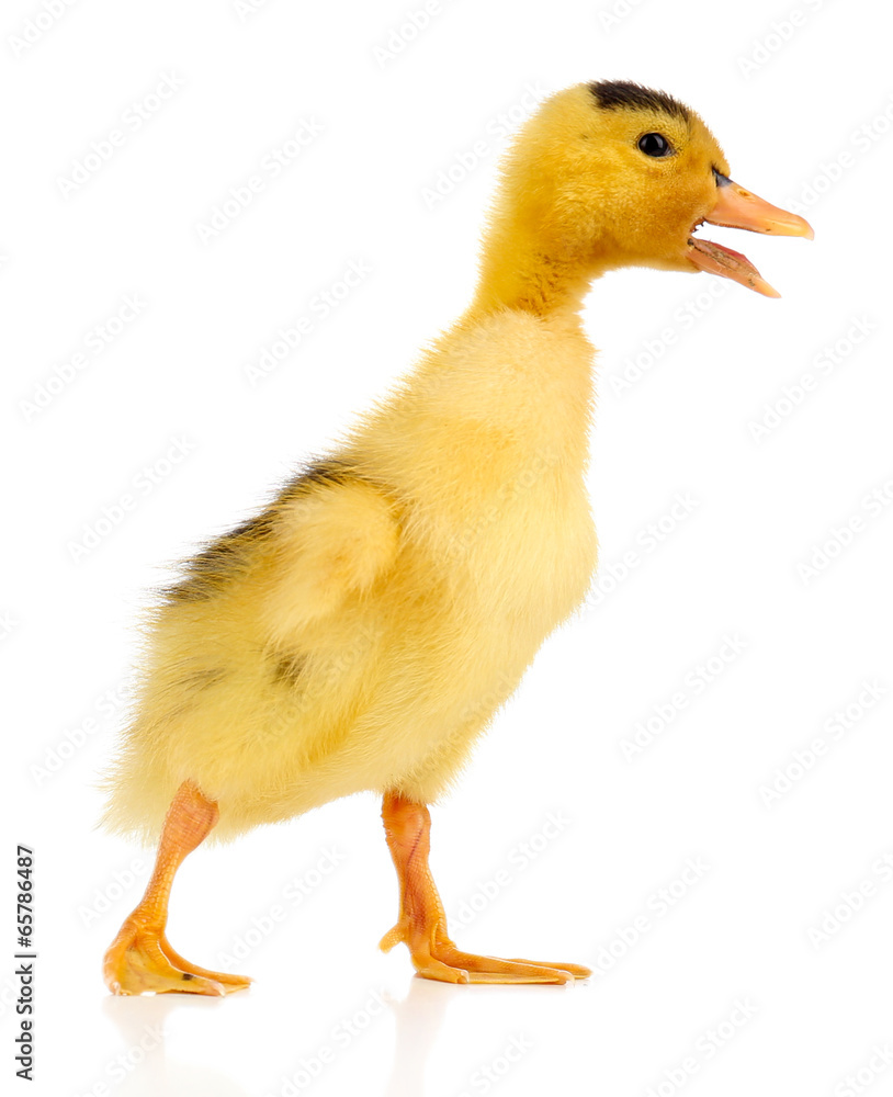 Little cute duckling isolated on white