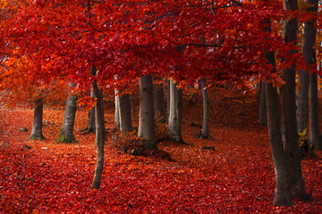 Fototapete - Red trees in the forest during fall