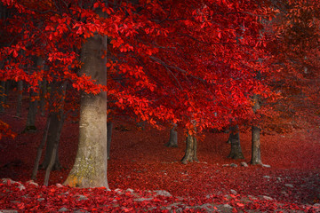 Red trees in the forest during fall