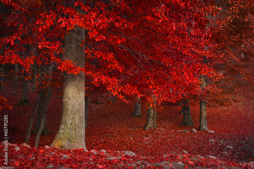 Red trees in the forest dur...