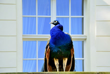Beautiful Proud Peacock