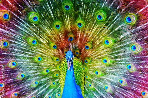 Fototapeta na wymiar Peacock with Feathers Spread.