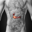 Gallbladder Pancreas - Male anatomy of human organs
