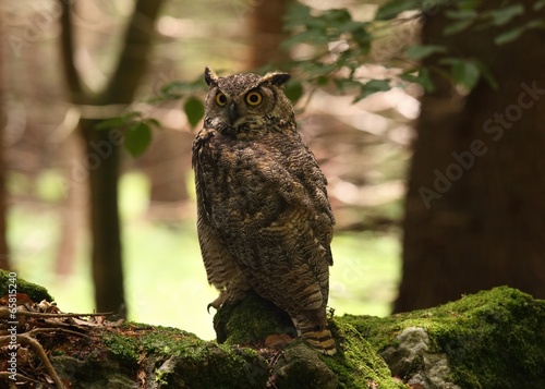 Fotoboard na płycie Wielki rogaty sowa / bubo virginianus /