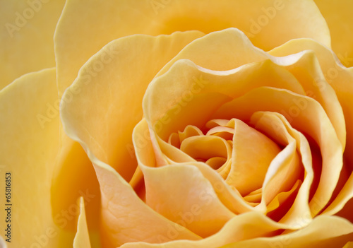Obrazy róże  roza-w-kolorze-brzoskwiniowym