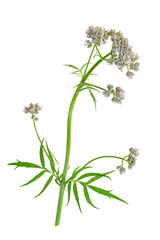 Wall Mural - Baldrian Valeriana officinalis